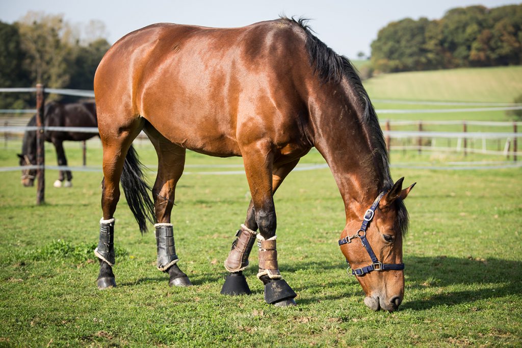 Les ecuries (2 of 47)